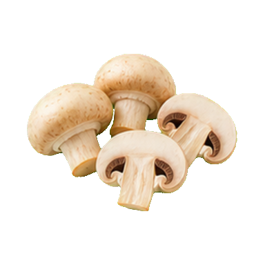 hongos
